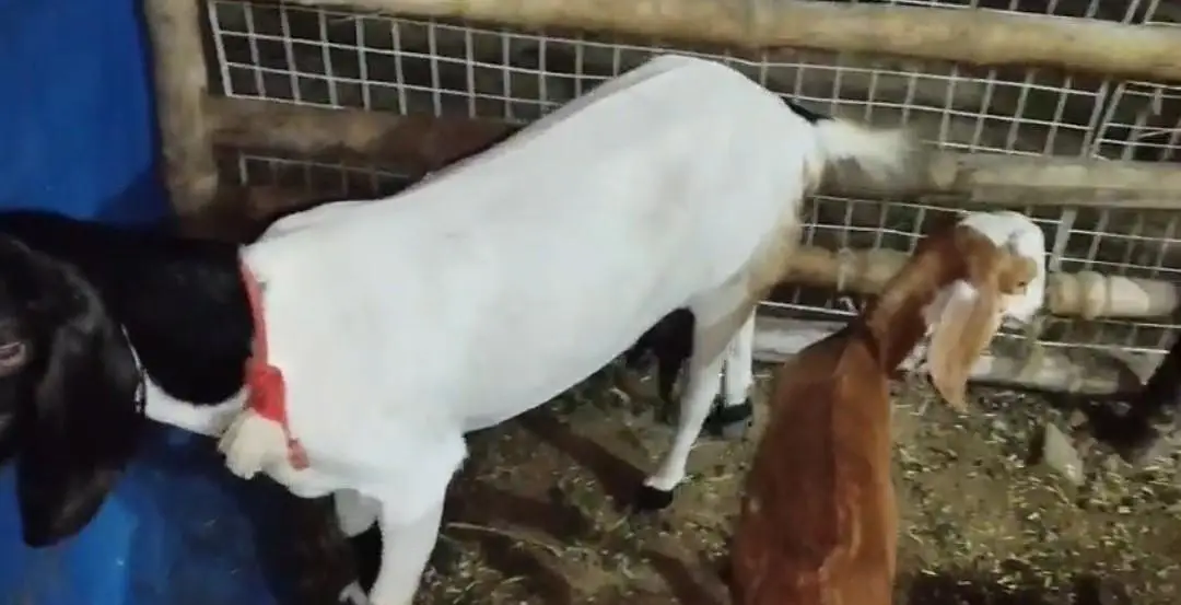 1 Bakri H Or Isi Ka 1 Bacha For Sale H Jaldi Contact Kro — photo 3