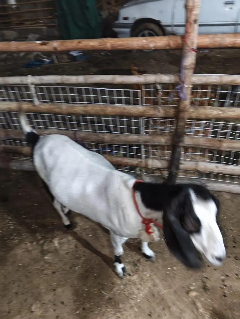 1 Bakri H Or Isi Ka 1 Bacha For Sale H Jaldi Contact Kro — photo 4