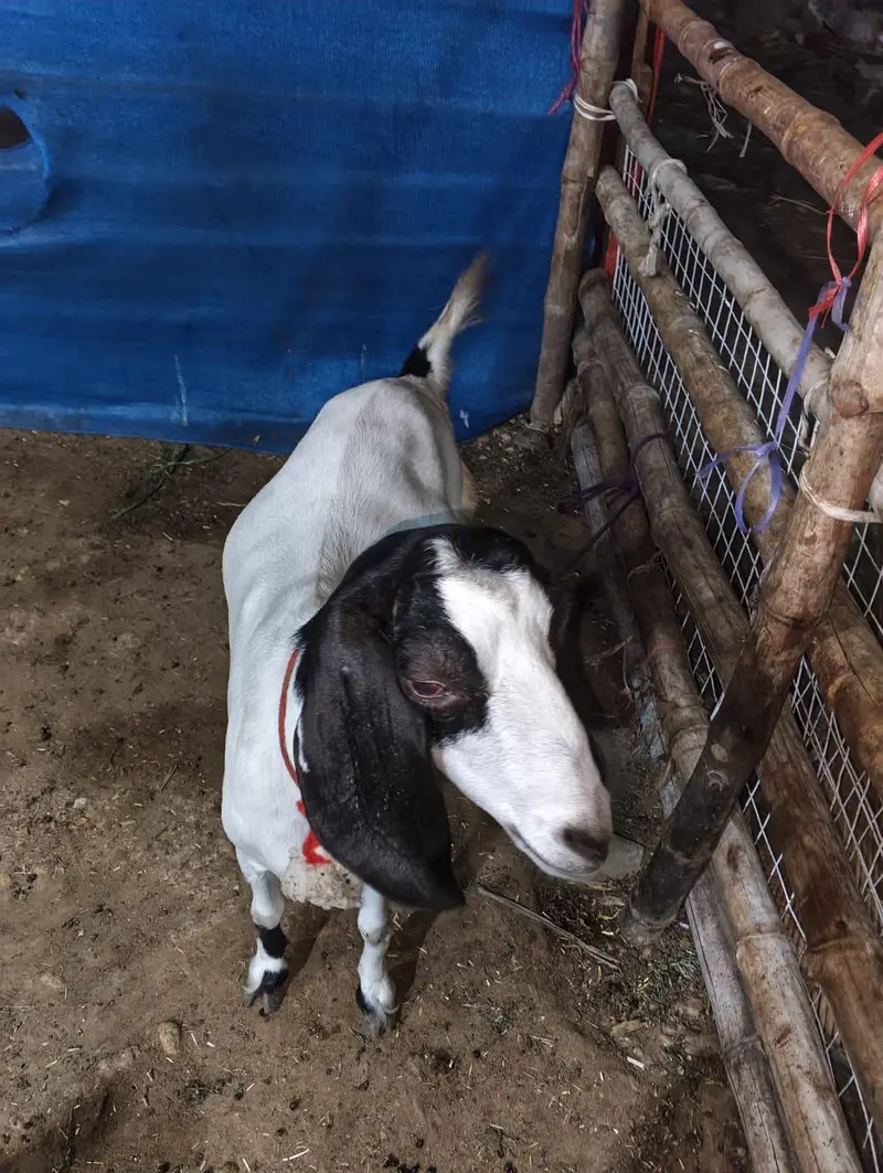 1 Bakri H Or Isi Ka 1 Bacha For Sale H Jaldi Contact Kro — photo 5