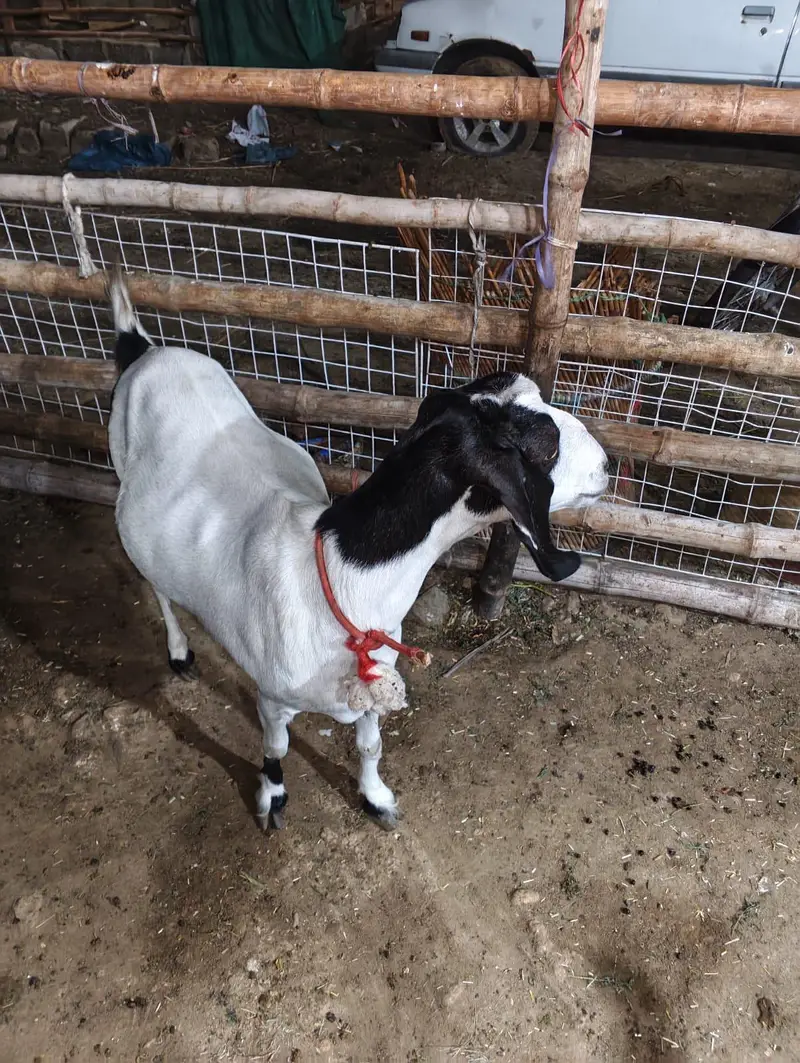 1 Bakri H Or Isi Ka 1 Bacha For Sale H Jaldi Contact Kro — photo 6