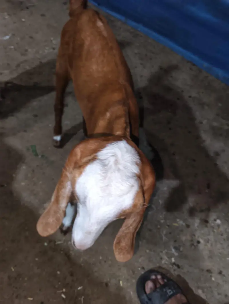 1 Bakri H Or Isi Ka 1 Bacha For Sale H Jaldi Contact Kro — photo 7