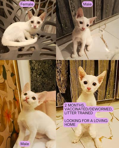 Kittens for Adoption