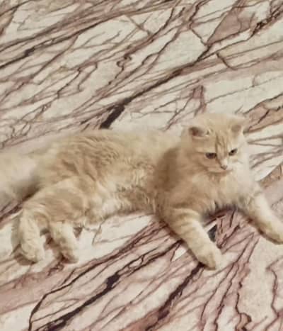 Persian Female Cat