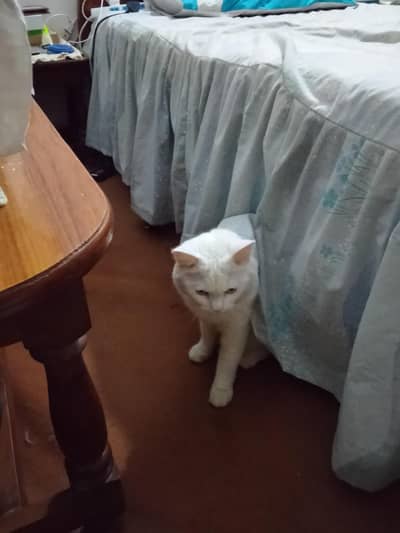 female cat