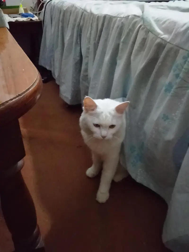 female cat — photo 3