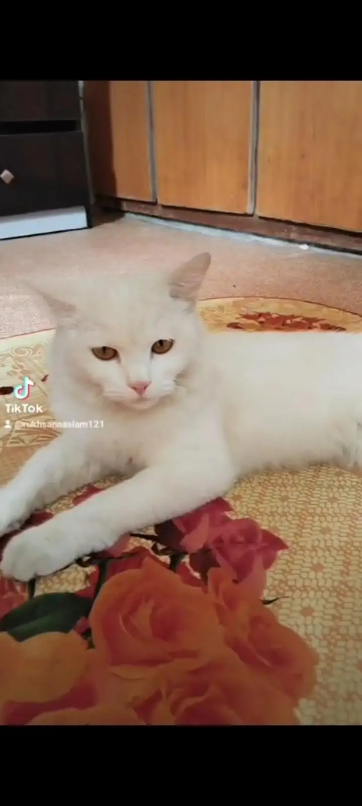 female cat — photo 5