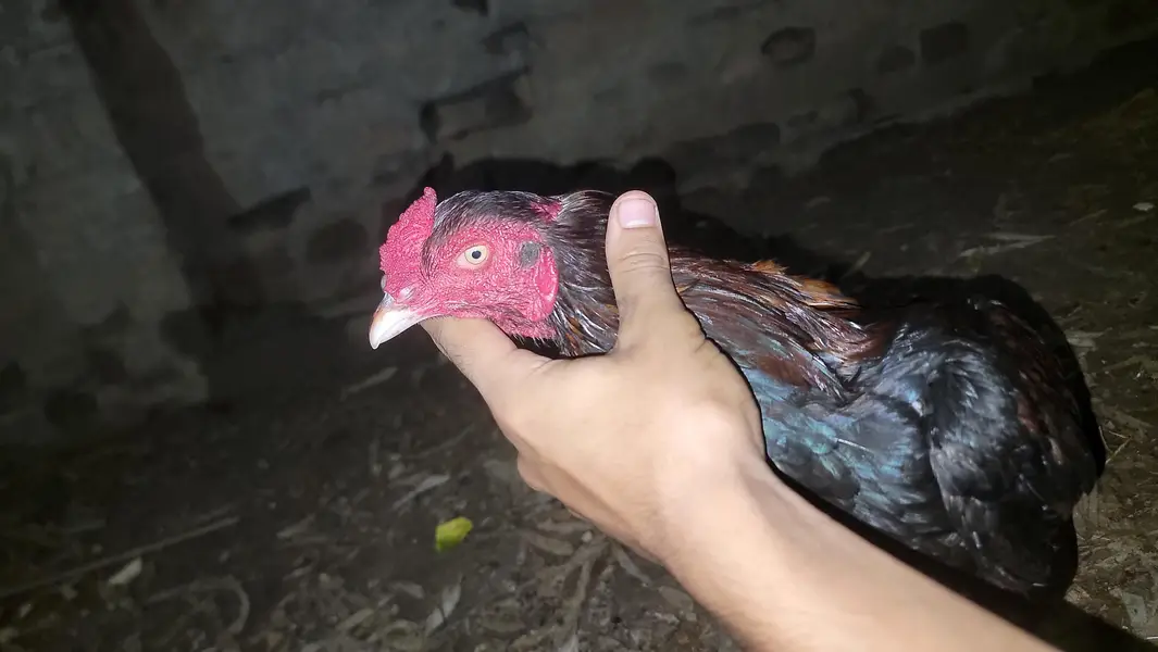 aseel nasal ka hai baki  ap dakh la pictures ya final paisa hai — photo 2