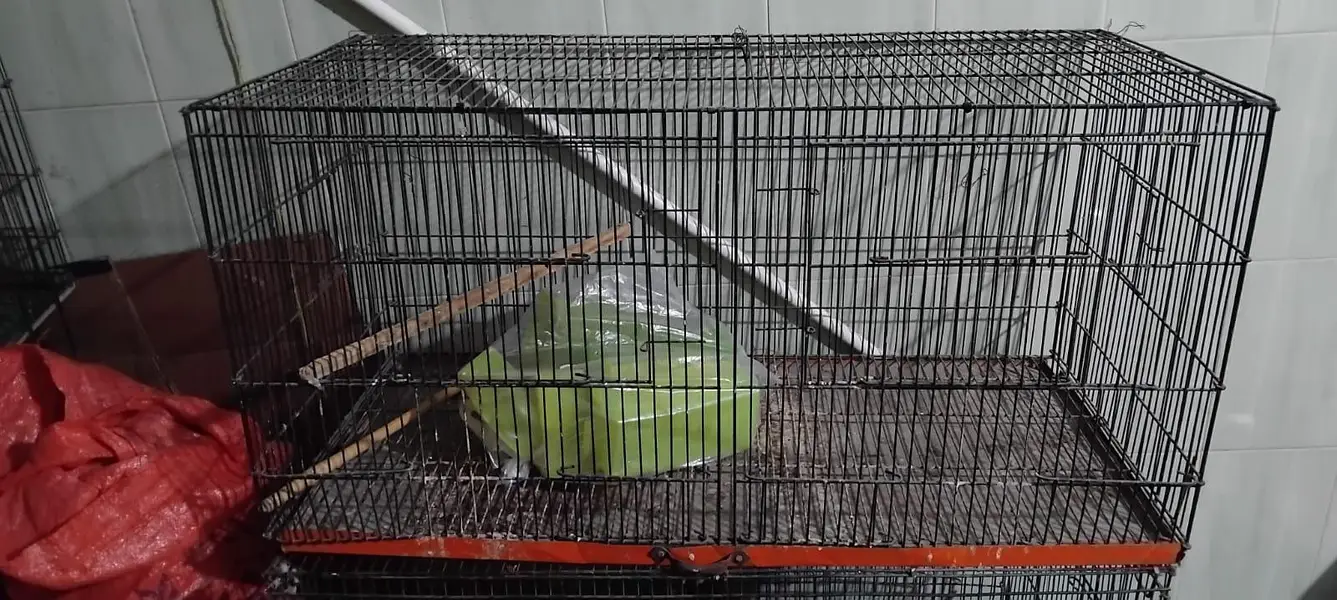iron cage — photo 5