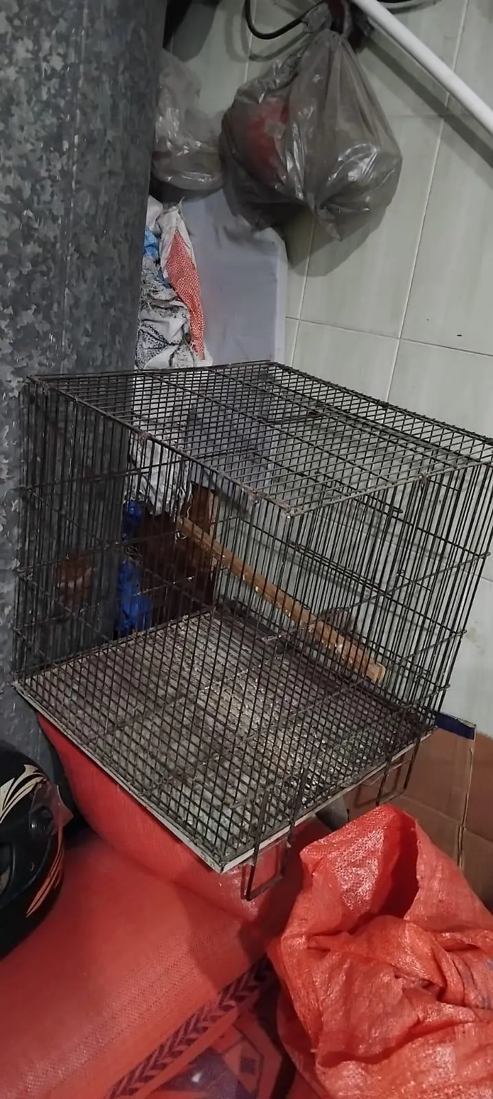iron cage — photo 6