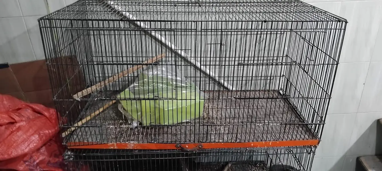 iron cage — photo 7