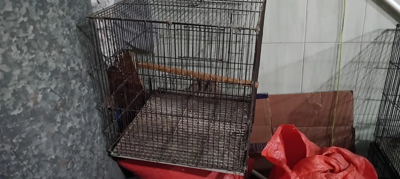 iron cage — photo 9