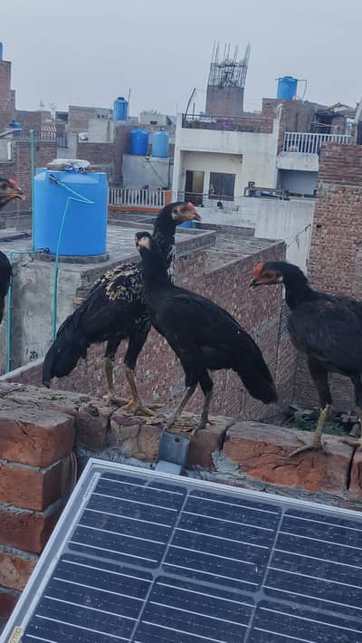 aseel cross  ready to breed