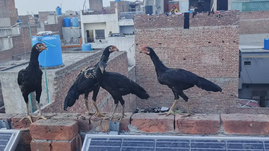 aseel cross  ready to breed — photo 2