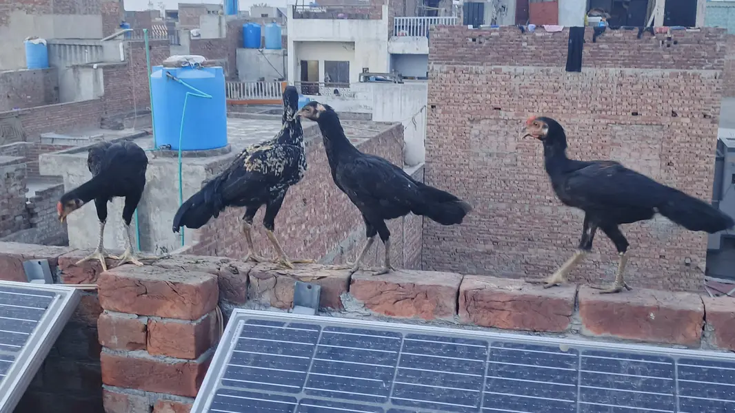 aseel cross  ready to breed — photo 3