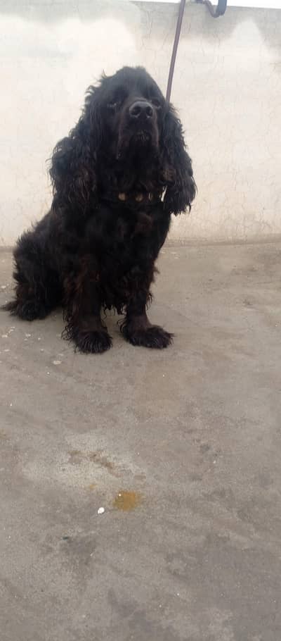 american cocker spainel male