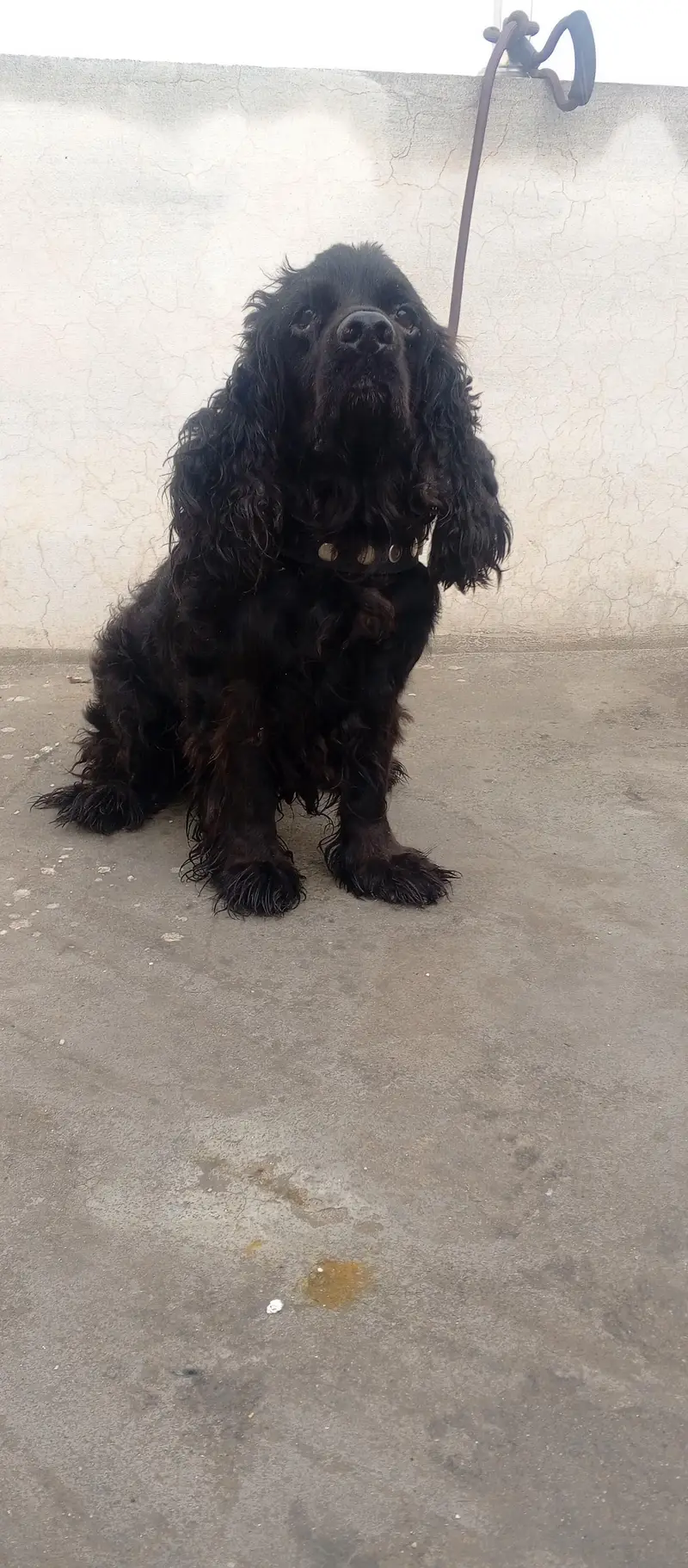 american cocker spainel male — photo 2