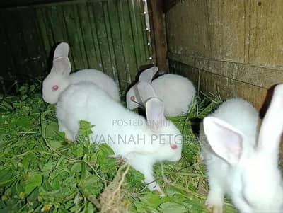 white rabbit red eyes