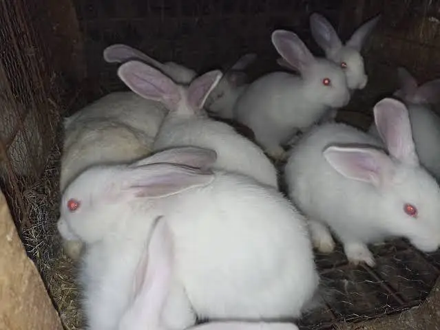 white rabbit red eyes male and female — photo 2