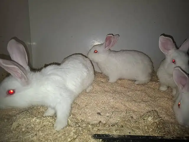 white rabbit red eyes male and female — photo 3
