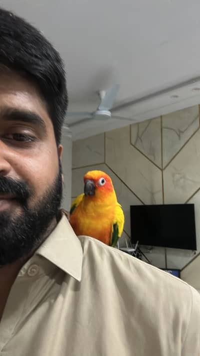 sun conure