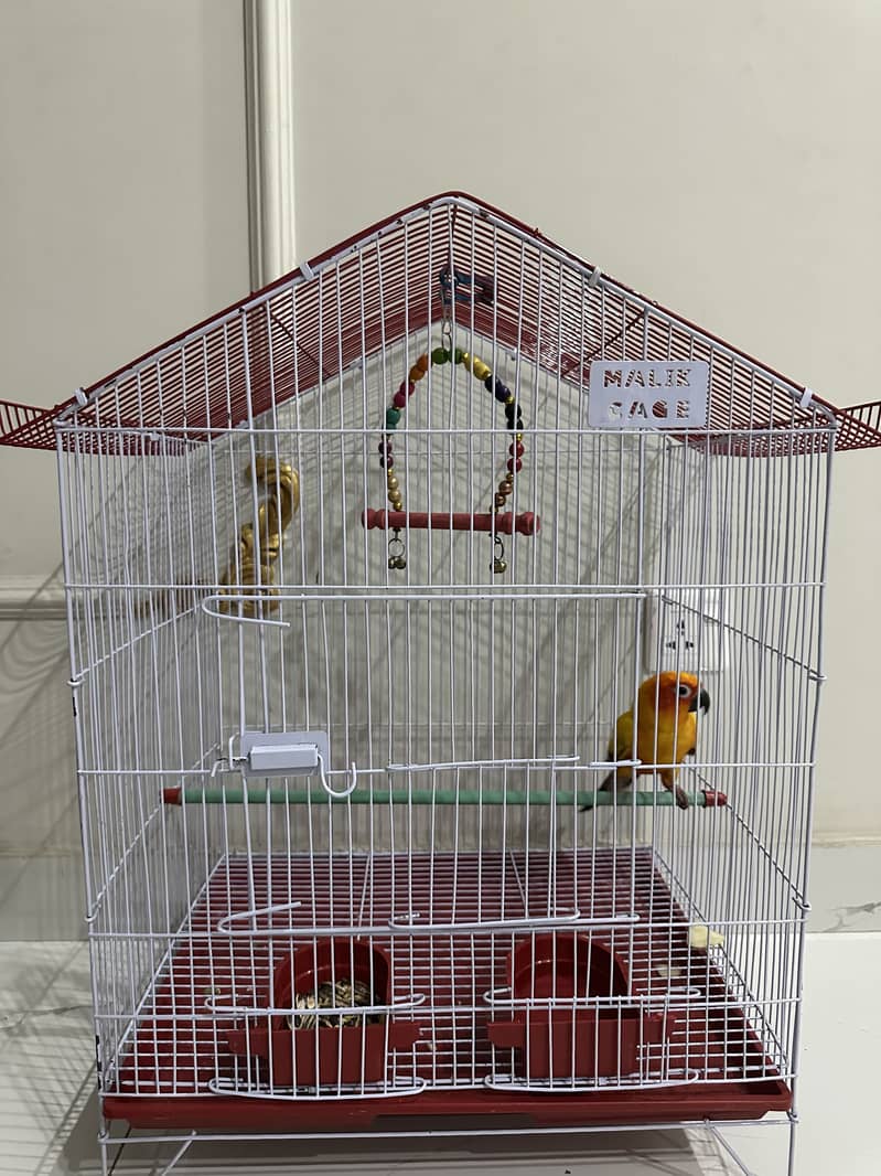 sun conure 1