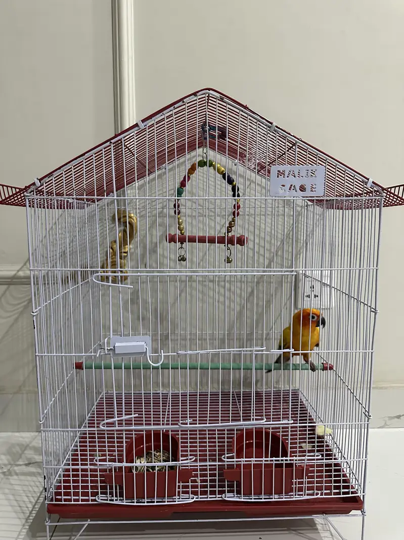 sun conure — photo 2
