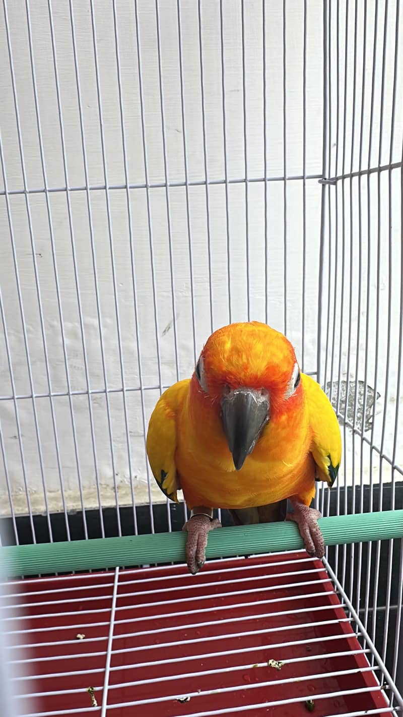 sun conure 3