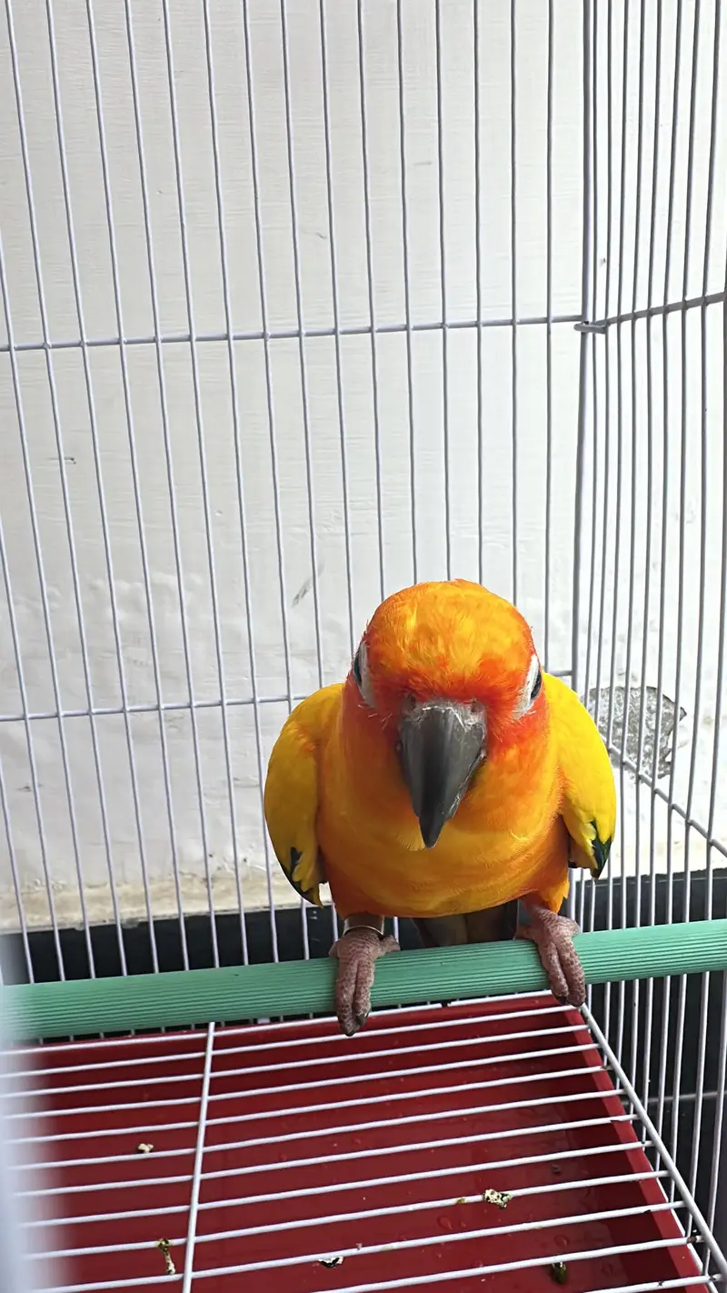 sun conure — photo 4