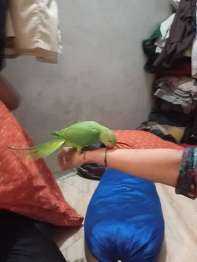 ringneck parrot hand tem bolna Sikh Raha hai