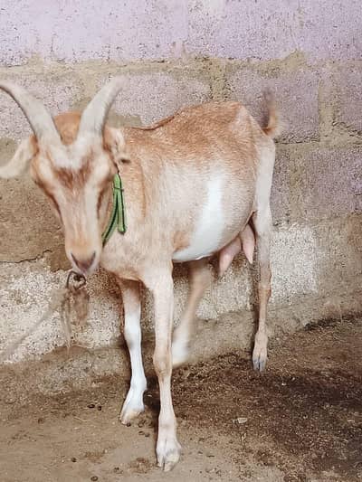 urgent sale teddy Bakra bakri