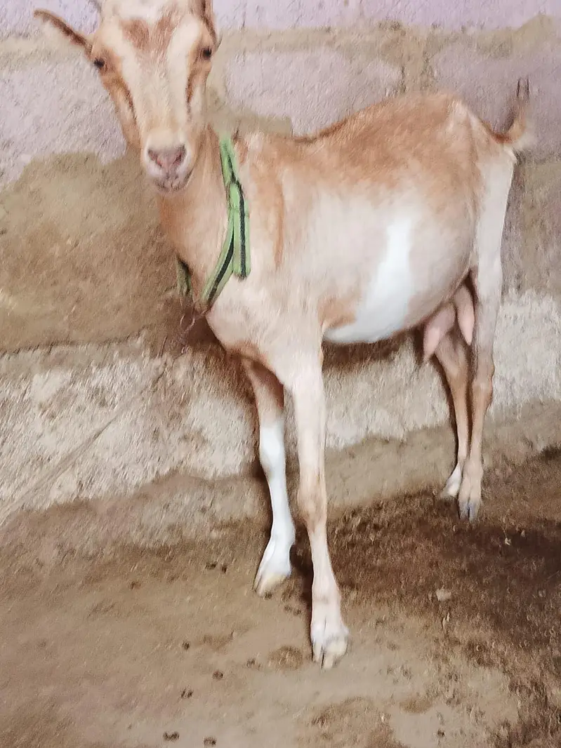 urgent sale teddy Bakra bakri — photo 2