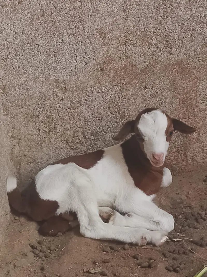 urgent sale teddy Bakra bakri — photo 3