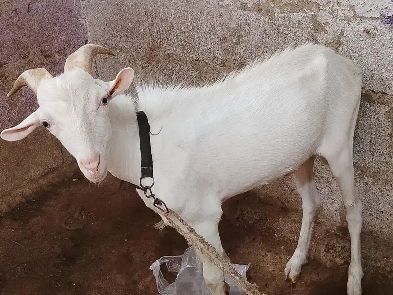 urgent sale teddy Bakra bakri — photo 4
