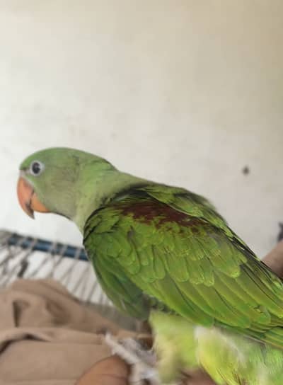 Bhi raw parrot ha zero bite ha full tame ha male 45 days ka ha