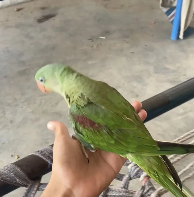Bhi raw parrot ha zero bite ha full tame ha male 45 days ka ha — photo 2