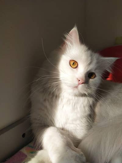 Persian female cat, double coated, healthy active and playful