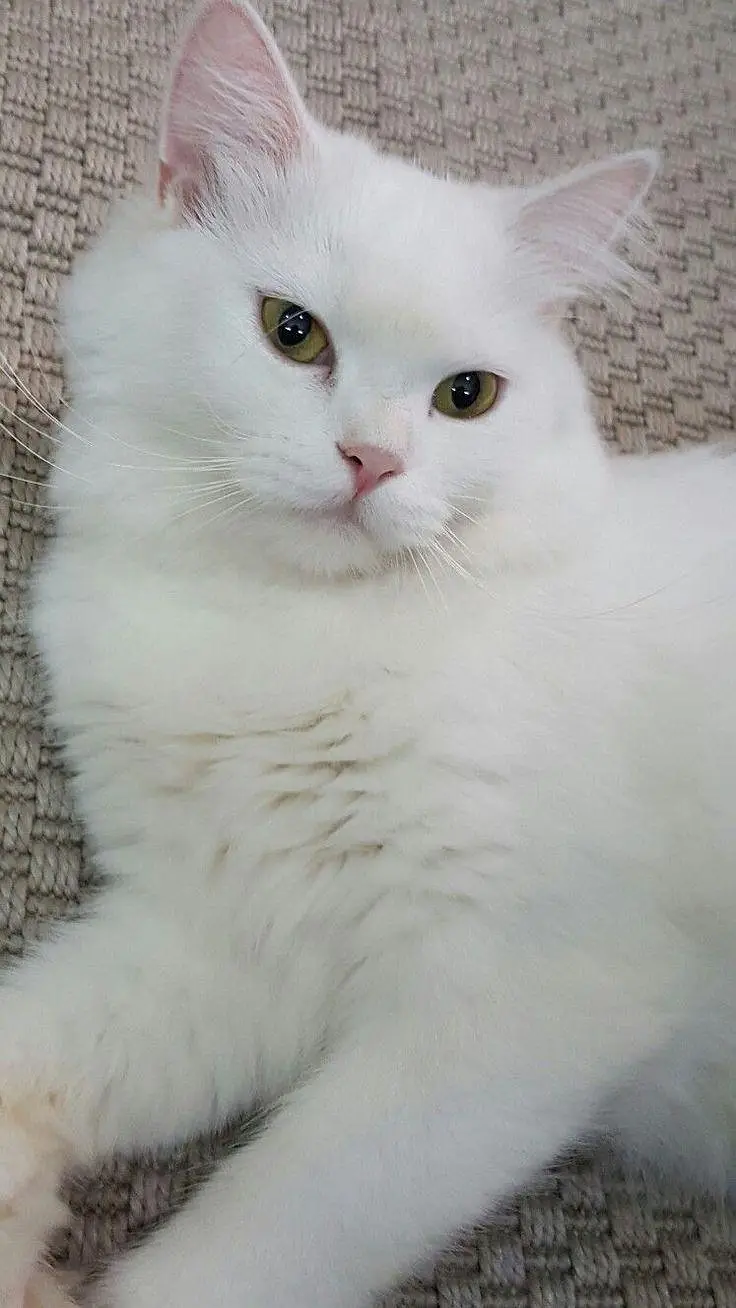 Persian female cat, double coated, healthy active and playful — photo 2