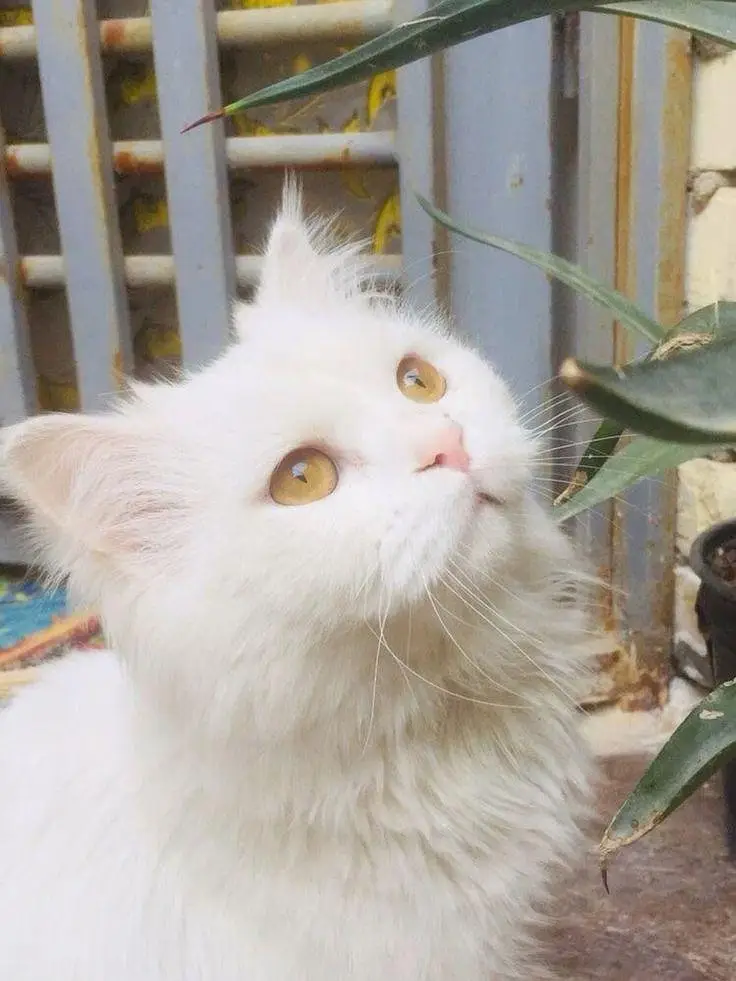 Persian female cat, double coated, healthy active and playful — photo 3