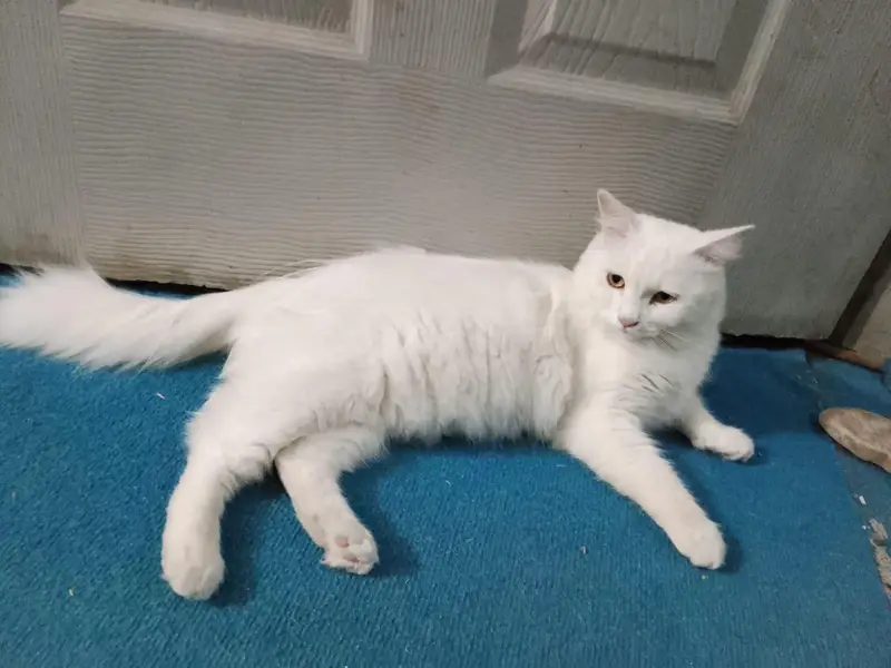 Persian female cat, double coated, healthy active and playful — photo 4