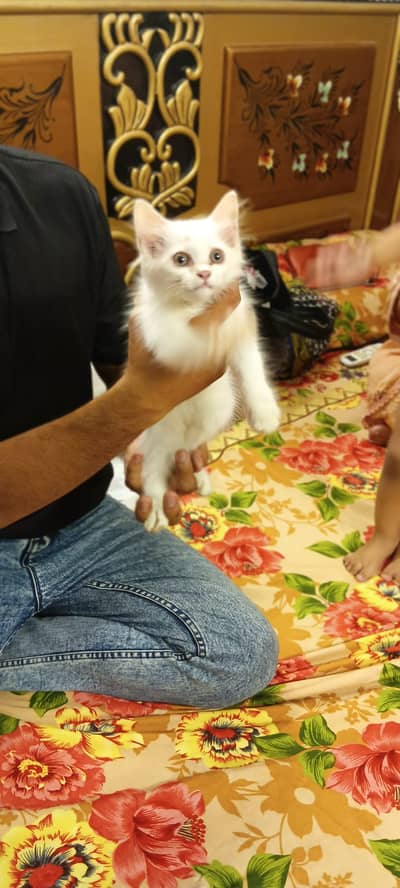 Persian cat for sale