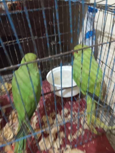 I am selling My parrots  pair