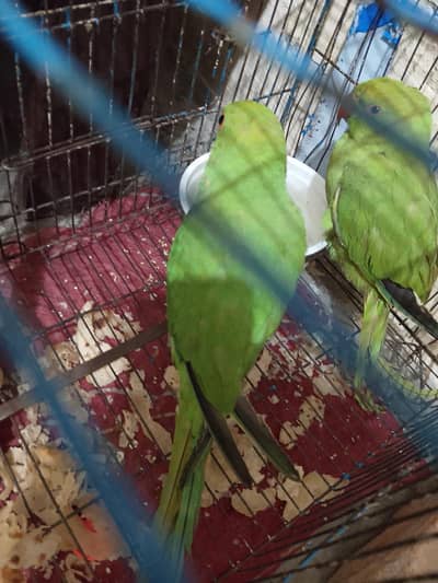 I am selling My parrots  pair