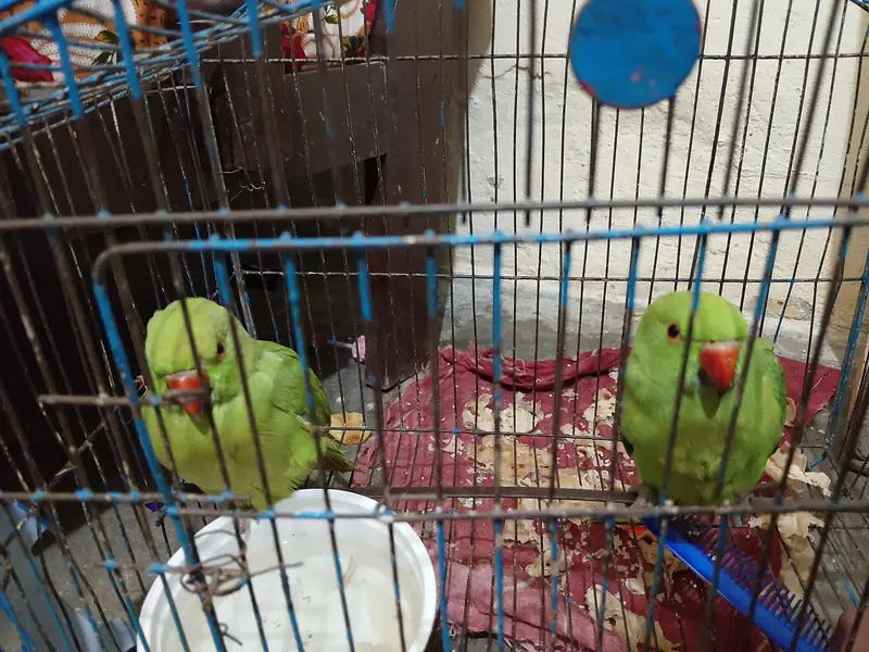 I am selling My parrots  pair — photo 2