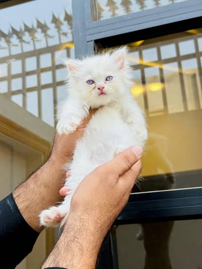 persian cats and kittens for sale wtsapp (0307/710/92/69)