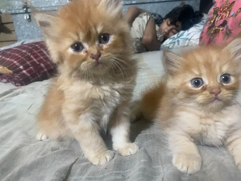 persian cats and kittens for sale wtsapp (0307/710/92/69) — photo 4