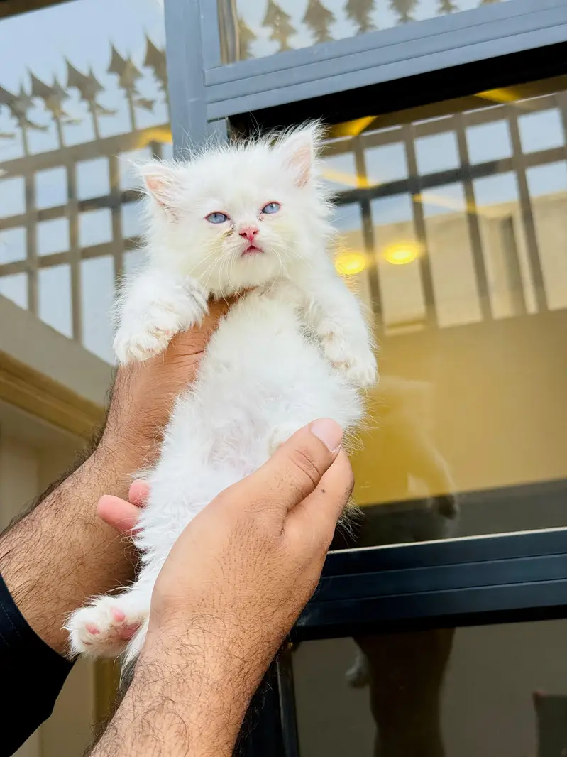persian cats and kittens for sale wtsapp (0307/710/92/69) — photo 6