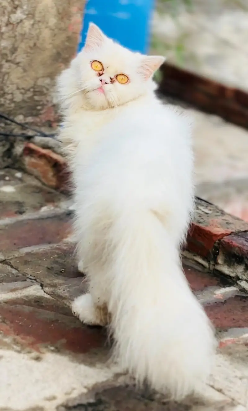 persian cats and kittens for sale wtsapp (0307/710/92/69) — photo 9