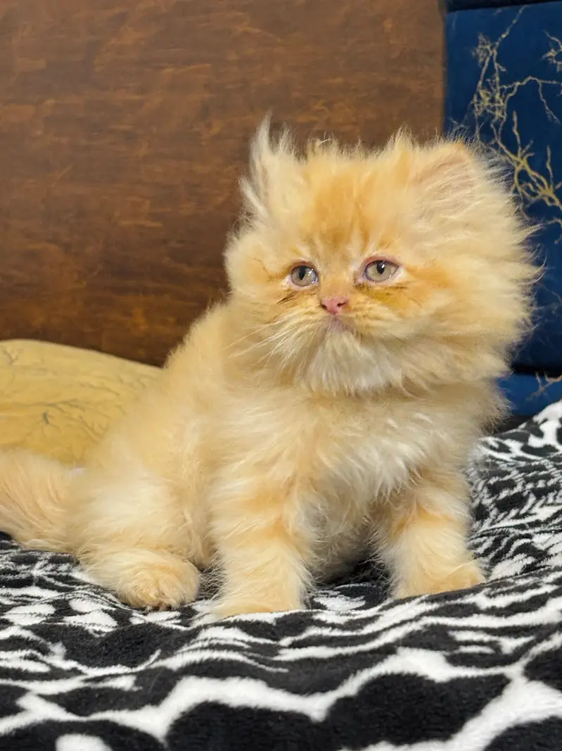 persian cats and kittens for sale wtsapp (0307/710/92/69) — photo 11