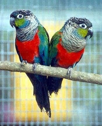 crimson billed conure