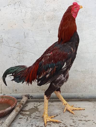 Aseel Murgha for Sale